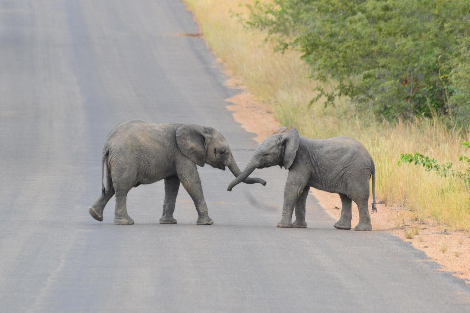 Yebo Safari Tents-Stay Inside Kruger Skukuza Zewnętrze zdjęcie