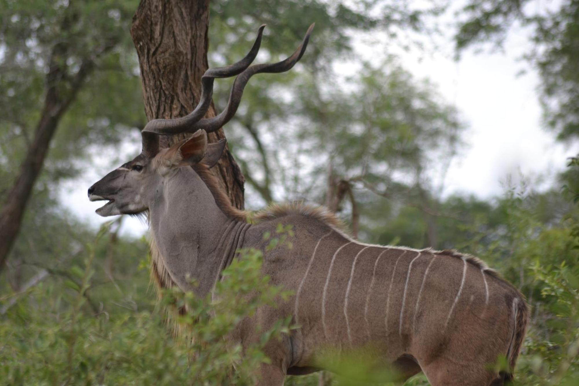Yebo Safari Tents-Stay Inside Kruger Skukuza Zewnętrze zdjęcie