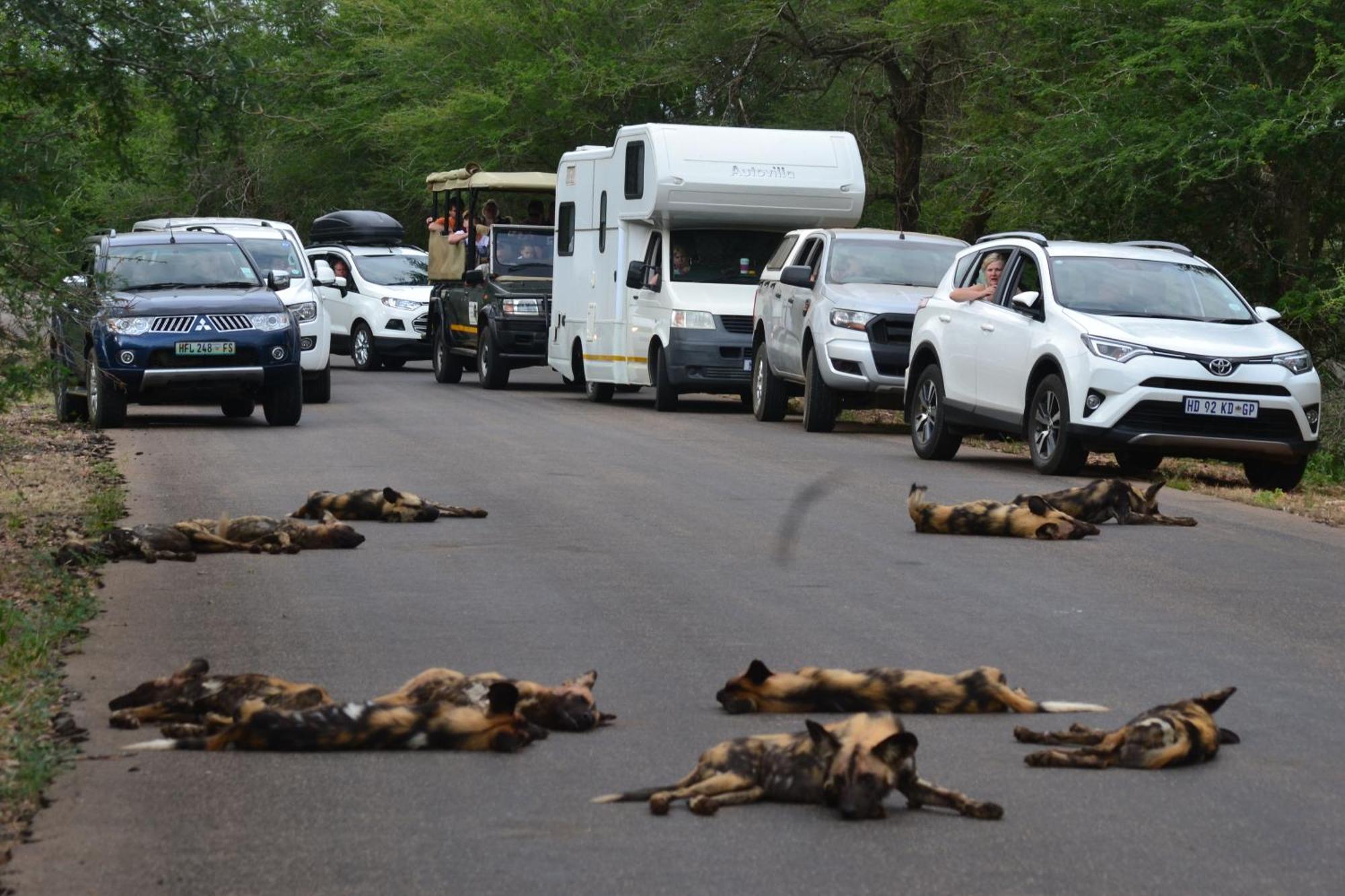 Yebo Safari Tents-Stay Inside Kruger Skukuza Zewnętrze zdjęcie