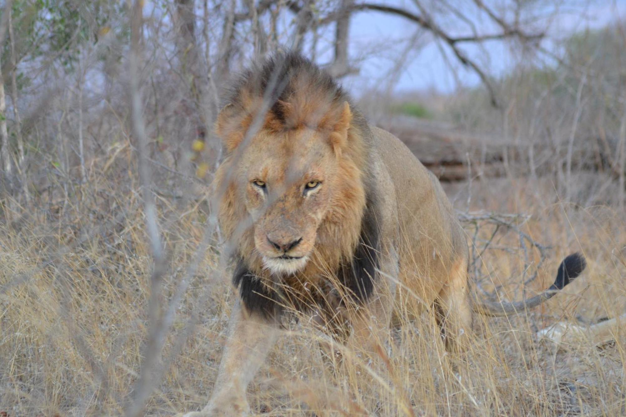 Yebo Safari Tents-Stay Inside Kruger Skukuza Zewnętrze zdjęcie