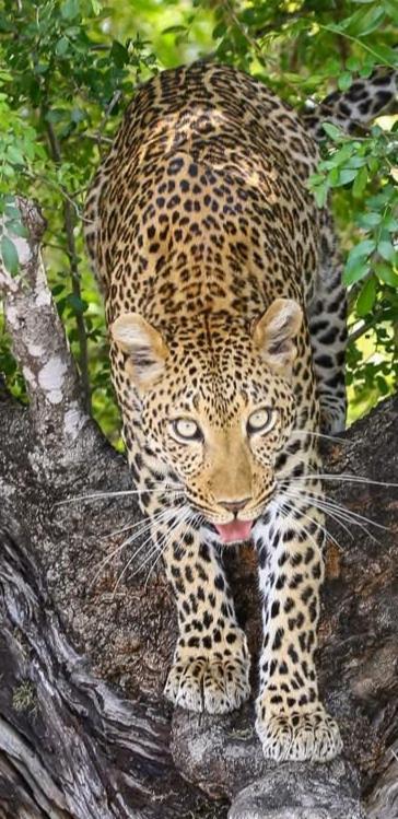 Yebo Safari Tents-Stay Inside Kruger Skukuza Zewnętrze zdjęcie