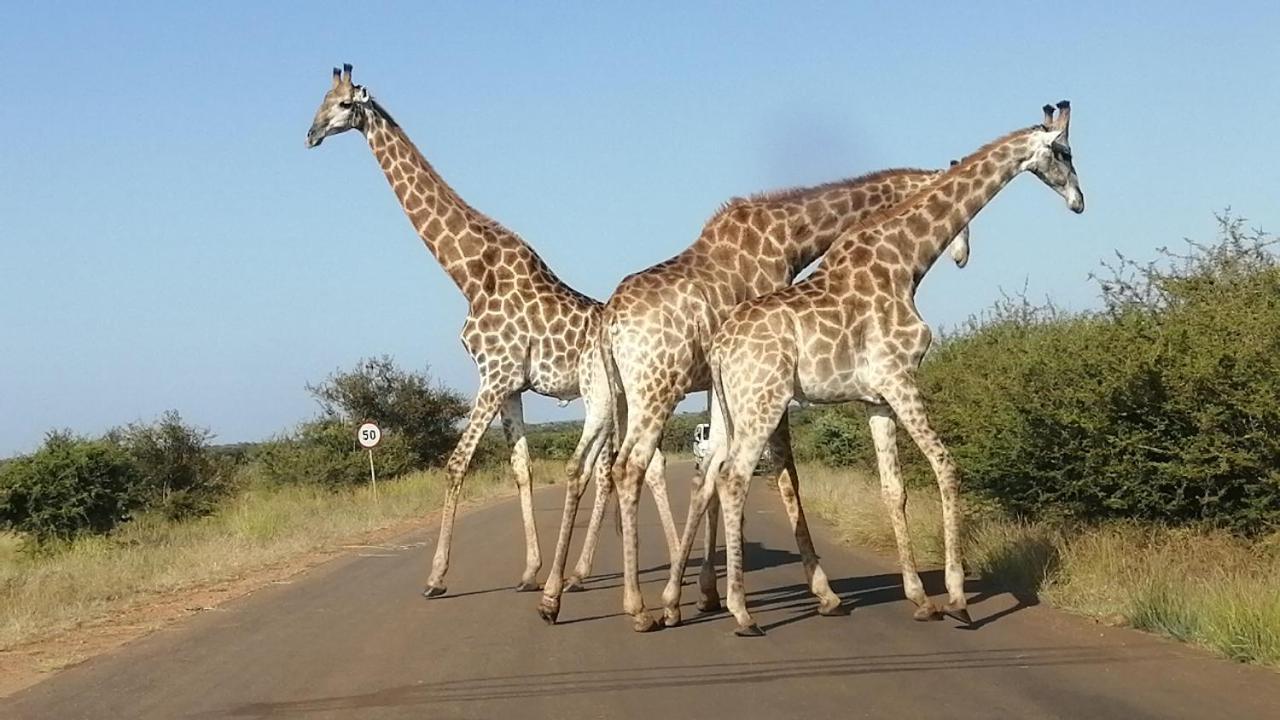 Yebo Safari Tents-Stay Inside Kruger Skukuza Zewnętrze zdjęcie