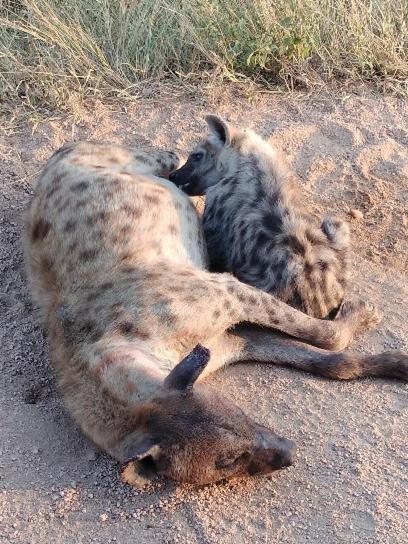 Yebo Safari Tents-Stay Inside Kruger Skukuza Zewnętrze zdjęcie